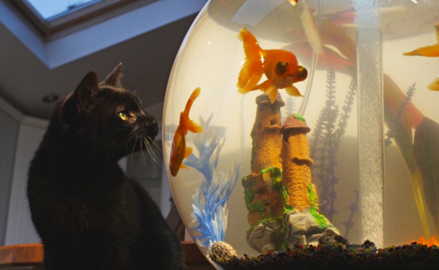 Black cat looking at goldfish in a tank.