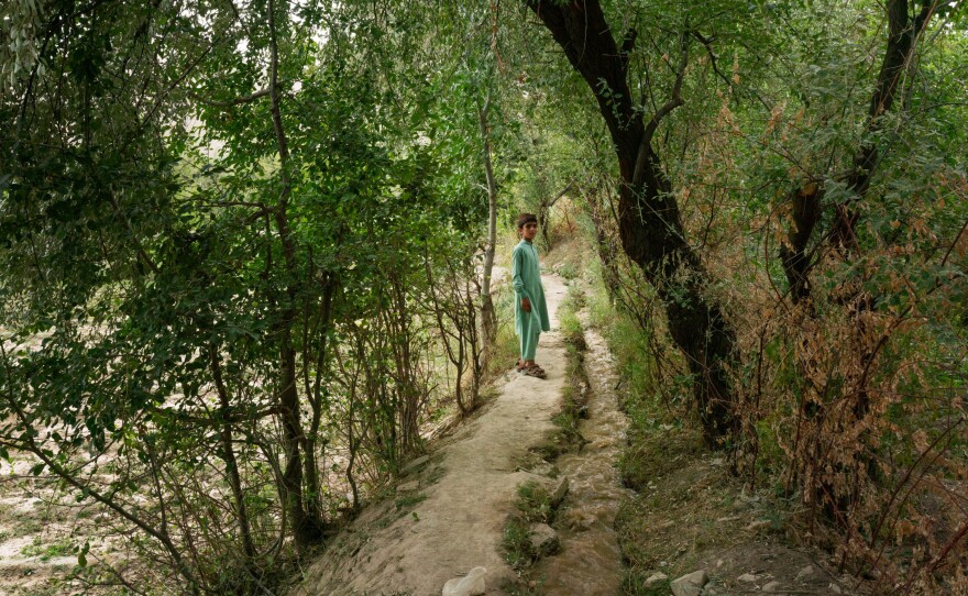 A boy stands amidst trees in the Tangi Valley where a river and irrigation ditches water crops of tomatoes, sunflowers, grapes and apricots. During the war the remote mountain valleys were the scene of brutal combat and attacks on civilians.