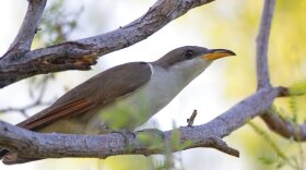 In this July 8, 2019, file photo provided by the United States Fish and Wildlife Service, shows a yellow-billed cuckoo.