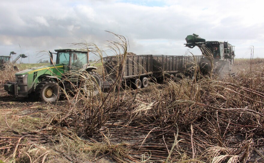 Harvesting sugar cane in Florida's Everglades Agricultural Area.