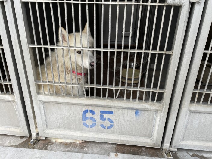A dog in a kennel at the San Diego County animal shelter in Bonita on June 3, 2025.