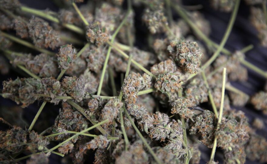 Marijuana is stored in bins for trimming and packaging in preparation to be sold retail at 3D Cannabis Center, in Denver.
