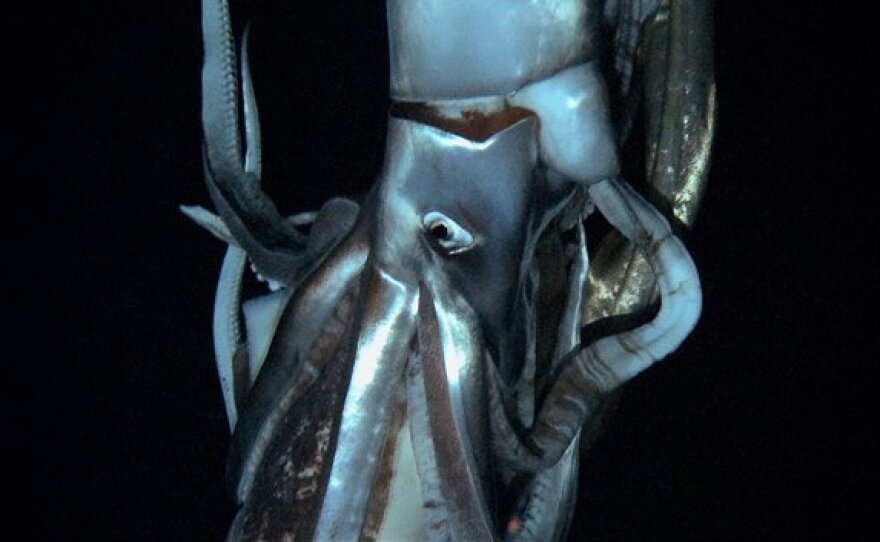 A giant squid stars in this still image taken from the footage Edie Widder shot. It's the first-ever video of these giant squids, and it'll debut in a