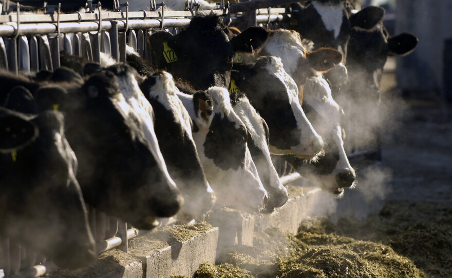 Researchers have won a prize for discovering that a cow's genetics determine which microbes populate its gut. Some of those microbes produce the greenhouse gas methane that comes out of cow belches and farts and ends up in the atmosphere.