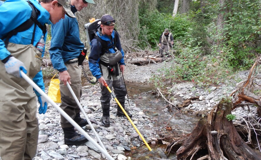 Biologists run a light current through a stream to temporarily stun juvenile trout they want to catch, and gently scoop them up with nets for the big move.