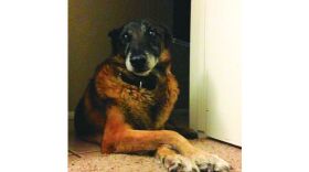 Chaak the military working dog