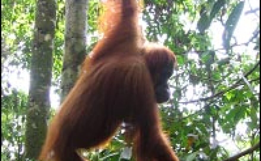 An orangutan swings through the trees at a tourist-oriented facility in Bukit Lawang, outside of Medan.