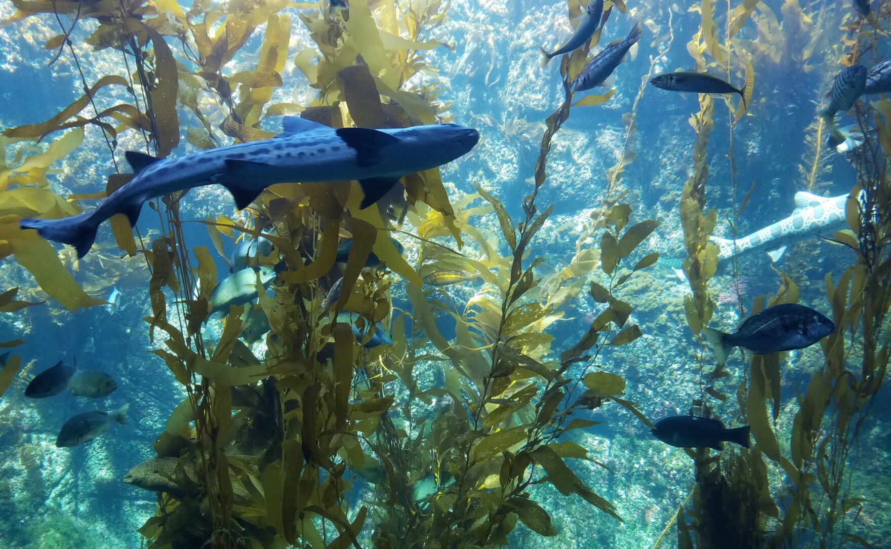 What Sound Does A Fish Make? Scripps Scientist Wants To Know KPBS Public Media