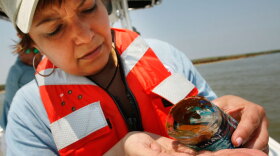 EPA Administrator Lisa Jackson looks at an oil sample she scooped from the water as she tours marshes affected by the Deepwater Horizon oil spill in Pass a Loutre, La.