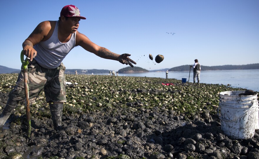 Swinomish tribal member Vernon Cayou gathers clams at Ala Spit County Park in Puget Sound.