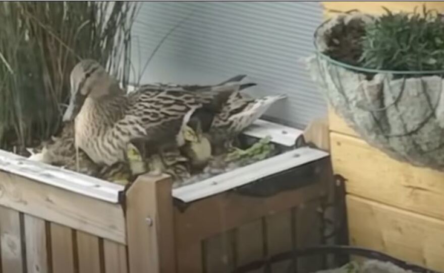 Mrs. Mallard returned to Steve Stuttard's ninth story balcony this year to lay her eggs. Stuttard kept watch and helped make sure that all 11 ducklings made it down to the water where they happily swam away with Mrs. Mallard.