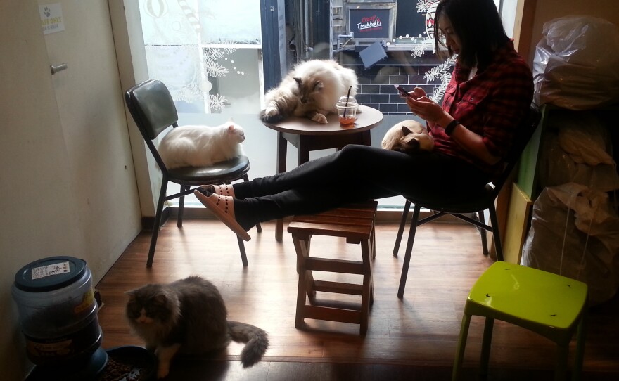 Reporting from a Seoul cat cafe, one of the many themed cafes in Japan and Korea.