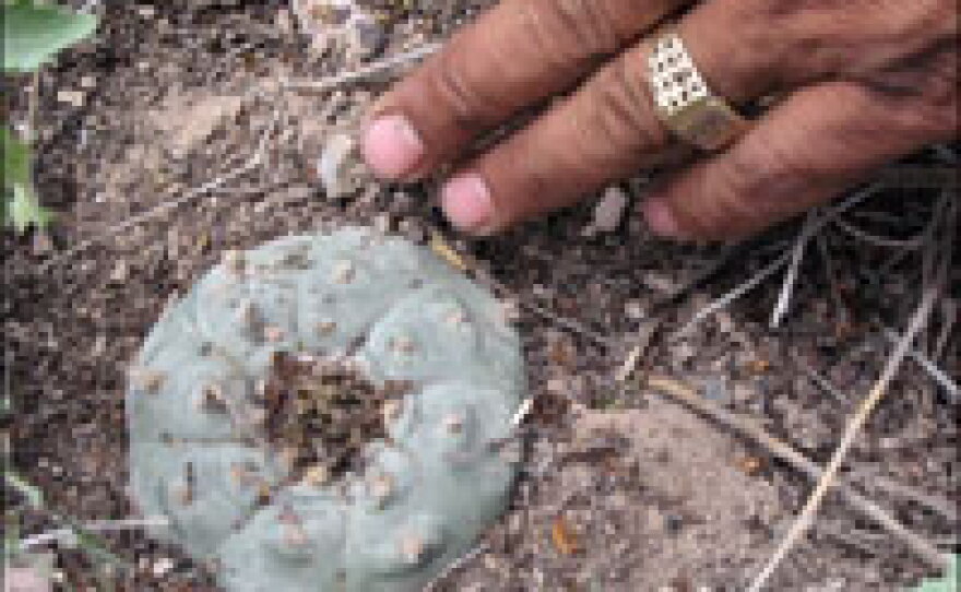 peyote tobacco Peyote: Origins, effects, risks, and benefits Mexico's Peyote Endangered by 'Drug