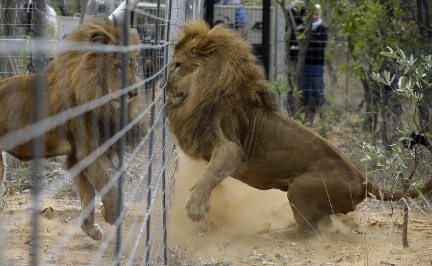 Former circus lions plays after being released into an enclosure at Emoya Big Cat Sanctuary.