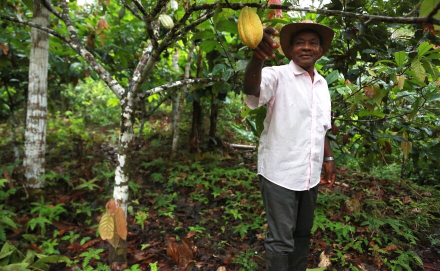 José Palacios stands by a cacao tree on his property in Guarandó, a small river community in the western Chocó department of Colombia.