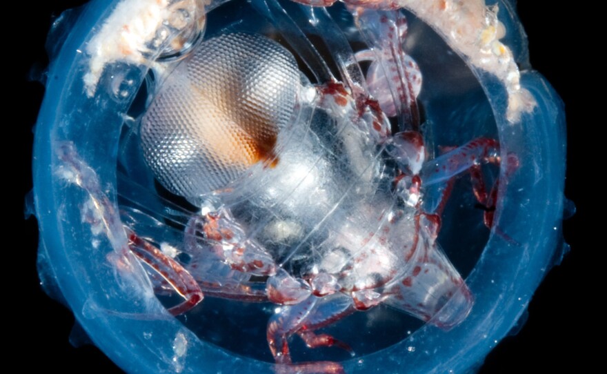 A hyperiid amphipod of the Phronima genus. These parasitoid crustaceans eat salps and use the empty gelatinous husks as protective shells.