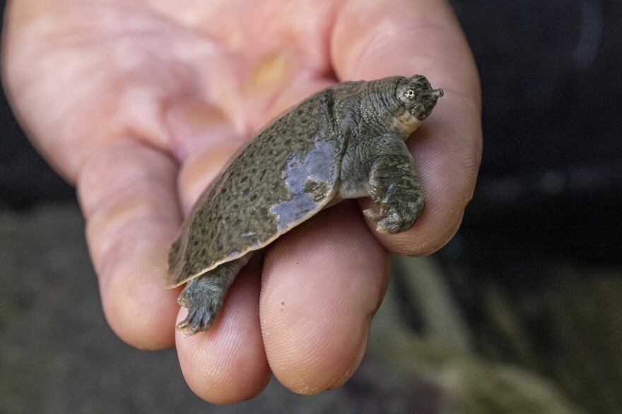 This Aug. 16, 2022 photo shows an Indian narrow-headed softshell turtle at the San Diego Zoo.