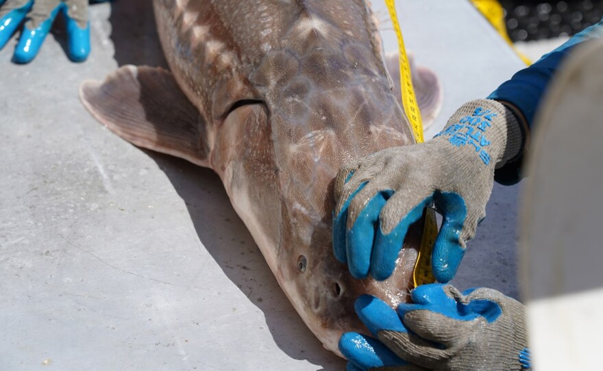 CDFW fisheries biologists now estimate there are approximately 6,500 white sturgeon between 40-60 inches long in California — down sharply from approximately 30,000 fish in that size range, based on the 2016-2021 survey average.