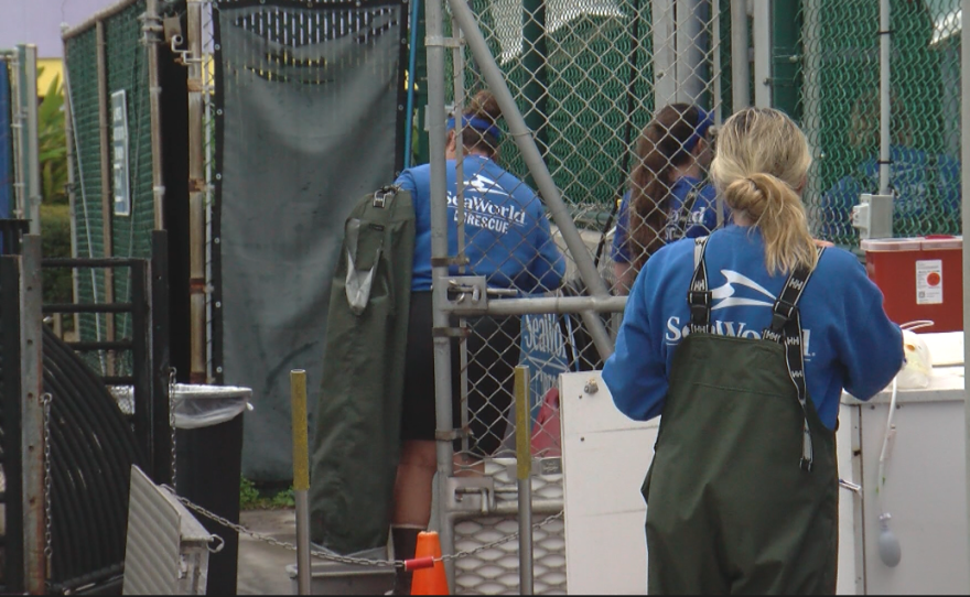 Members of the SeaWorld Rescue Team in a quarentined  providing fluid treatment to sea animals with domoic acid poisoning