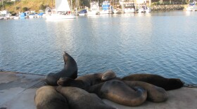 Sea lions lounging on the dock at Oceanside harbor, April 7th 2011