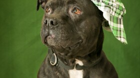 Petra is pictured in this undated photo. She is one of the pit bulls available for adoption through the San Diego Humane Society.