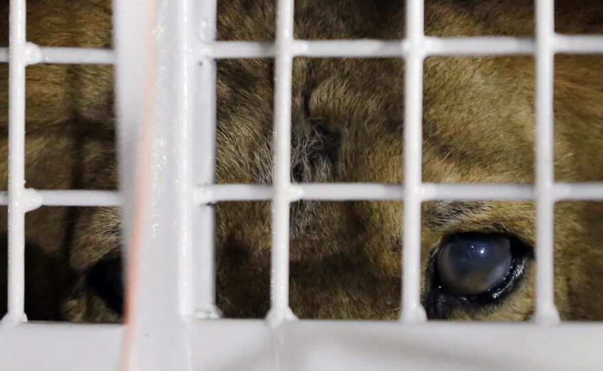 A former circus lion peers from inside a cage during their arrival at OR Tambo International airport in Johannesburg, South Africa, on Saturday.