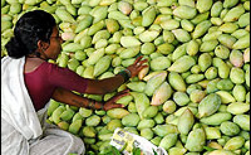 An Indian farmer sorts through mangoes at a wholesale fruit market in Hyderabad.