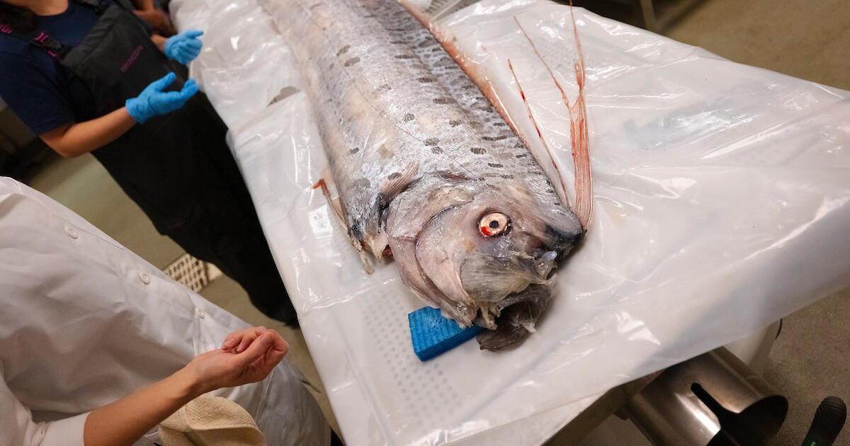Scientists complete necropsy on deep-sea oarfish washed ashore in La ... Oarfish Scientists complete necropsy on deep-sea oarfish washed ashore in La ...