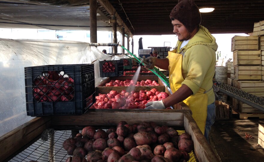 Nahun Villagomez Sanchez washes freshly dug Red LaSoda potatoes at T&D Willey Farms.