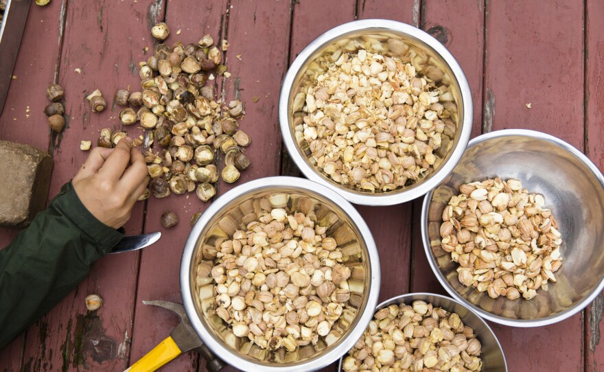 To turn acorns into something edible, you've got to crack the shells, pick out the nut meats, weed out the bad ones, dry them and grind them into meal.