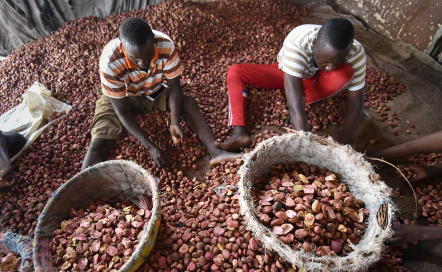 Kola nuts, native to Africa, are sorted in the Ivory Coast. The nuts were used in the original recipe for Coca-Cola and gave the soda half of its name. The company does not give out its current formula but numerous articles on Coke assert that extract of kola nuts is no longer used.