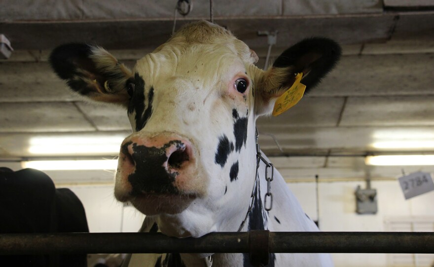 Unlike most dairy cows in America, which are descended from just two bulls, this cow at Pennsylvania State University has a different ancestor: She is the daughter of a bull that lived decades ago, called University of Minnesota Cuthbert. The bull's frozen semen was preserved by the U.S. Agriculture Department.