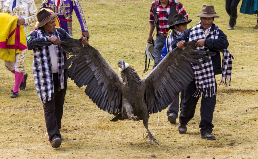 The giant condor, which has a wingspan of up to 10 feet, is brought into the ring before being tied to the bull.