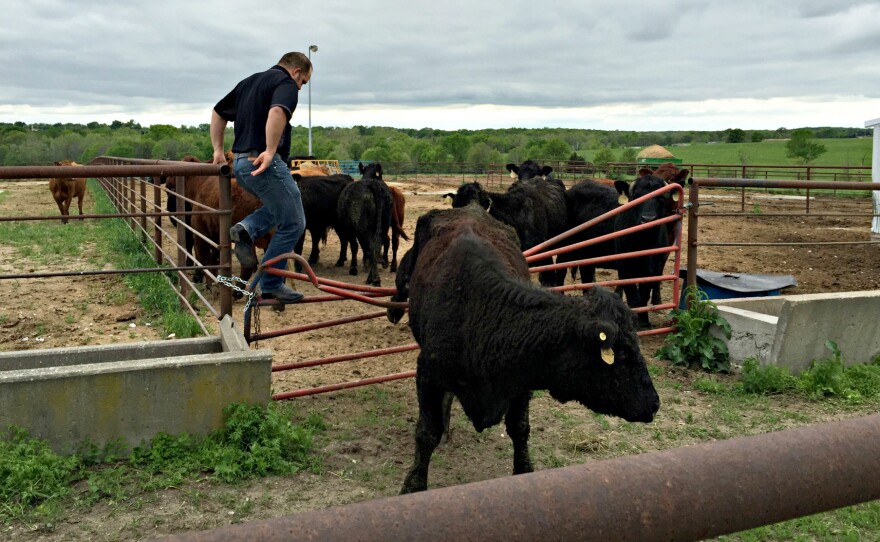 Cows often moo when they're stressed out, Decker says — it may be that they're caught in a fence or they're too hot.