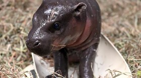 Christmas came early to the Metro Richmond Zoo with the gift of a pygmy hippo calf.