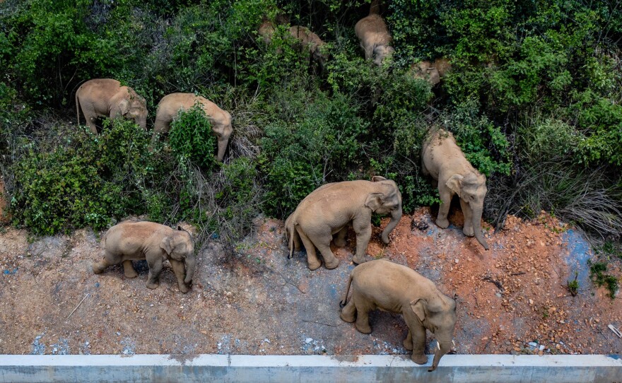 Authorities are tracking 15 wild Asian elephants in southwest China's Yunnan Province as the herd migrates northward.