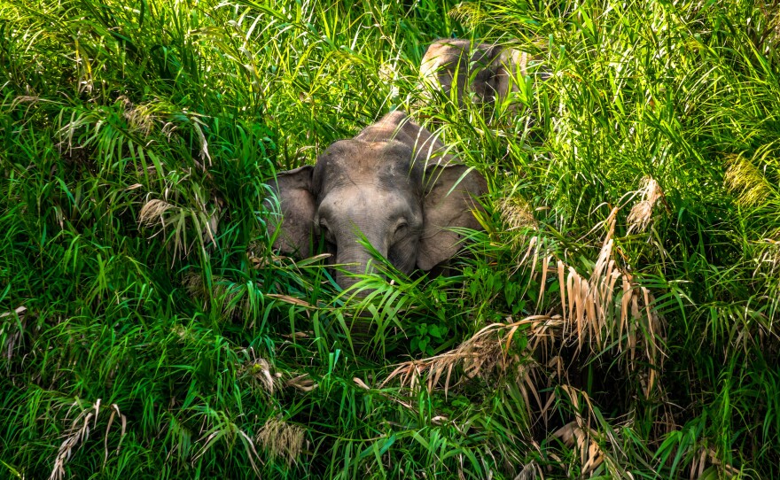 Borneo's Pygmy elephants are the smallest elephants in the world, standing only 8 to 10 feet tall. As the Borneo forest is cut down and replaced with palm oil plantations, its animals end up living near people, giving their viruses a chance to jump into us.