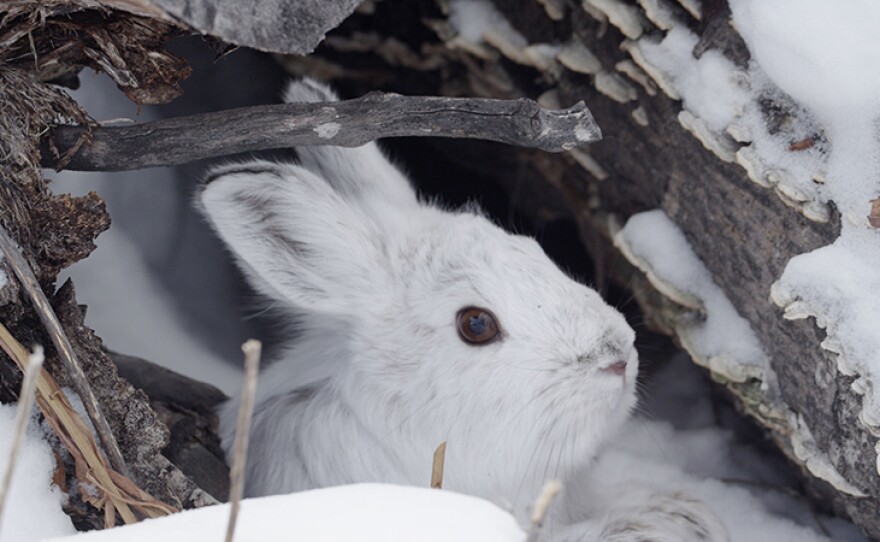 Snowshoe hare hides in a brush from its predator, Canada lynx. Kluane, Yukon, Canada.