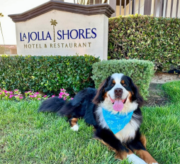 'Howl-O-Ween' Happy Hour and Pet Costume Party at The Shores Restaurant
