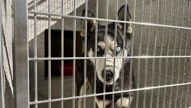 A dog stands in its new kennel at the Santee Animal Shelter, Oct. 15, 2026.