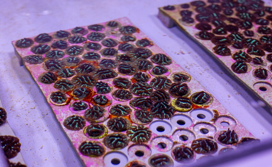 Corals the size of walnuts have been inoculated with heat resistant algae by Matthew Nitschke and his colleagues at the Australian Institute of Marine Science. They've found corals inoculated with heat-tolerant algae seem to resist bleaching for longer.
