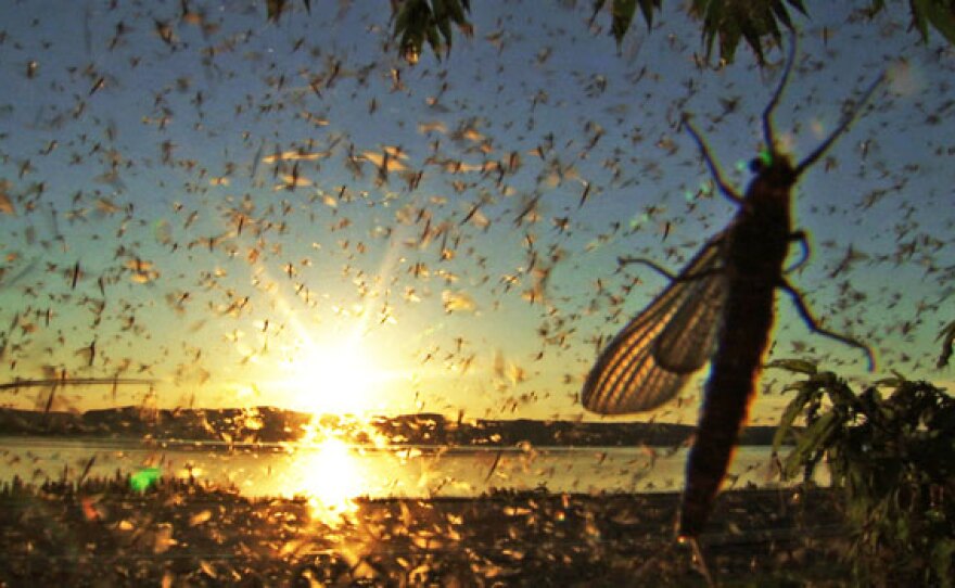 Swarm of mayflies over camera lens.