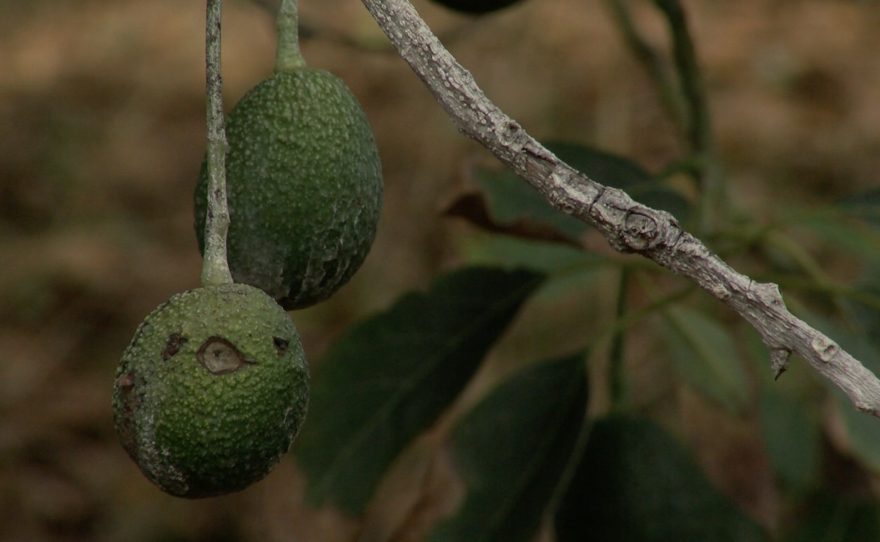 Damaged avocados hang on a tree in Fallbrook, Oct. 27, 2016. 