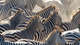 A herd of zebra stampedes along the Boteti River, Makgadikgadi Pans National Park, Botswana.