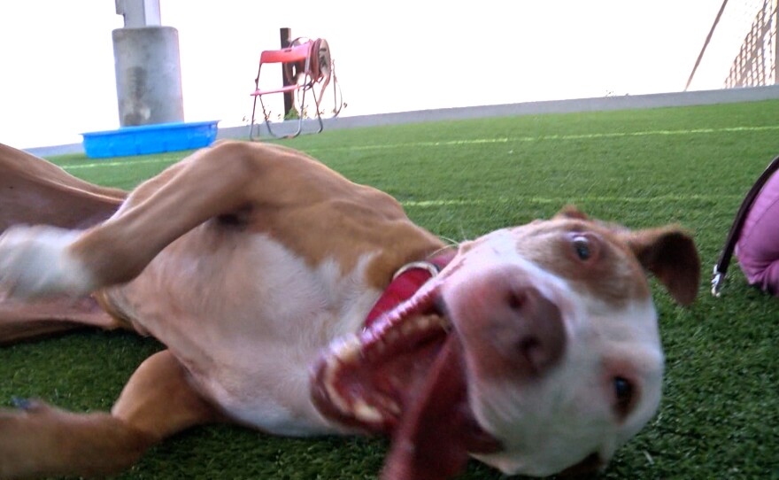 A dog named Red is shown playing in one of the San Diego Humane Society's play yards on July 31, 2025.