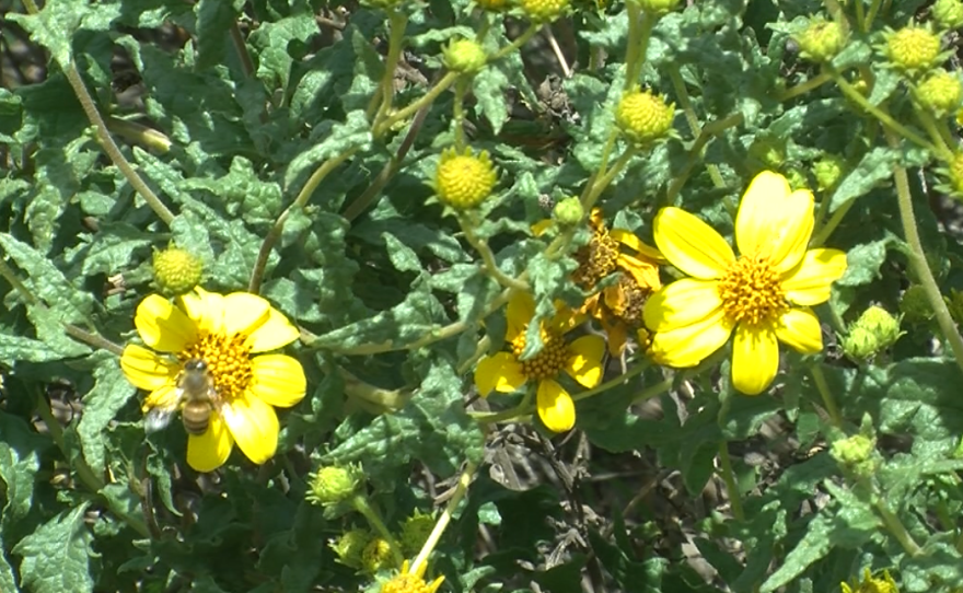 Bee lands on a bright yellow flower in Mission Trails Regional Park in this undated photo.