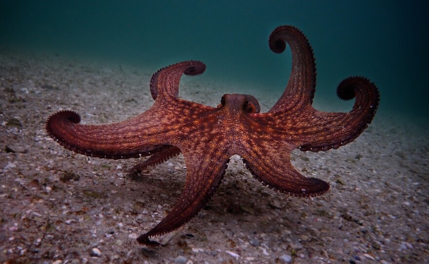 "The excitement for me has been to slowly uncover the secret lives of many of these cryptic animals," says Craig Foster. "My incredible octopus teacher, she helped me in many ways to uncover many of those lives, because she's in the middle of this food web."