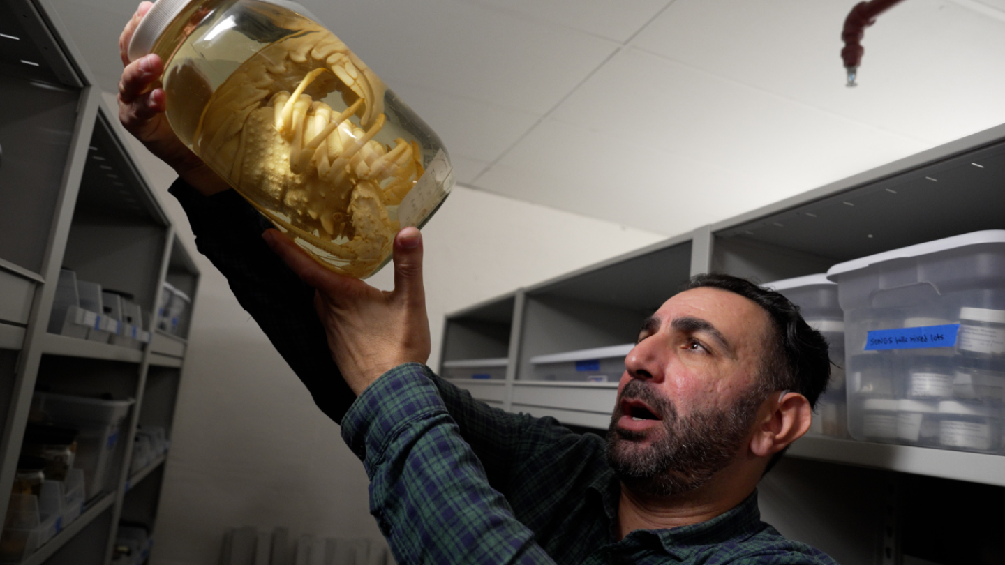 In the basement collection, Dr. Shahan Derkarabetian holds up a lobster preserved in ethanol on July 9, 2026.