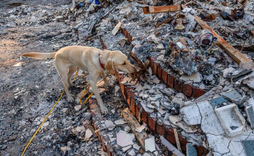 Echo, an English Labrador, narrows down the search for the ashes of Kathy Lampi's mother. She died in June, but her cremains were lost in the wildfire in October.