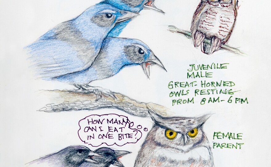 Sketches from Amy Tan's book, <em>The Backyard Bird Chronicles</em>.